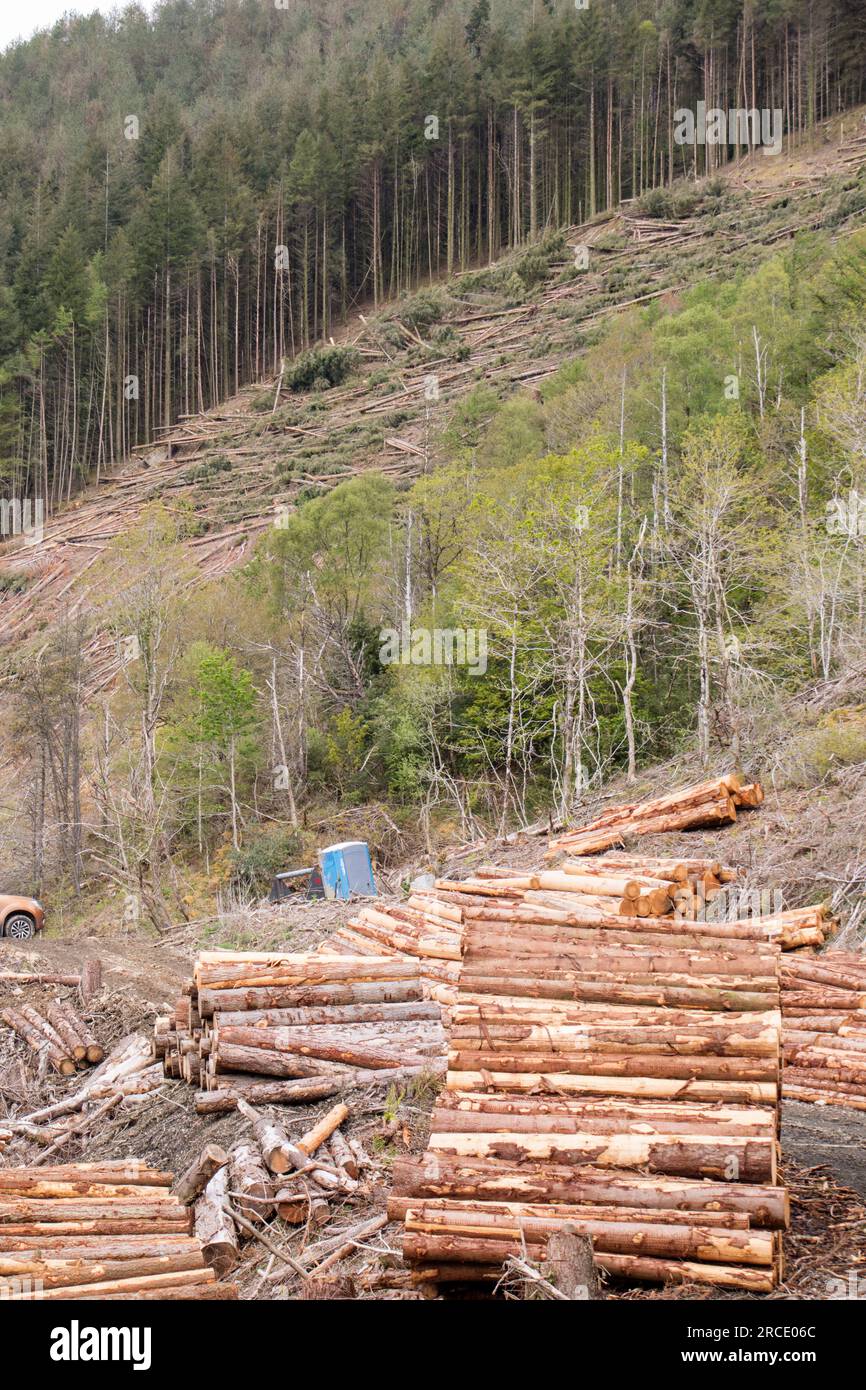 Timber harvesting of a coniferous forests in the UK Stock Photo