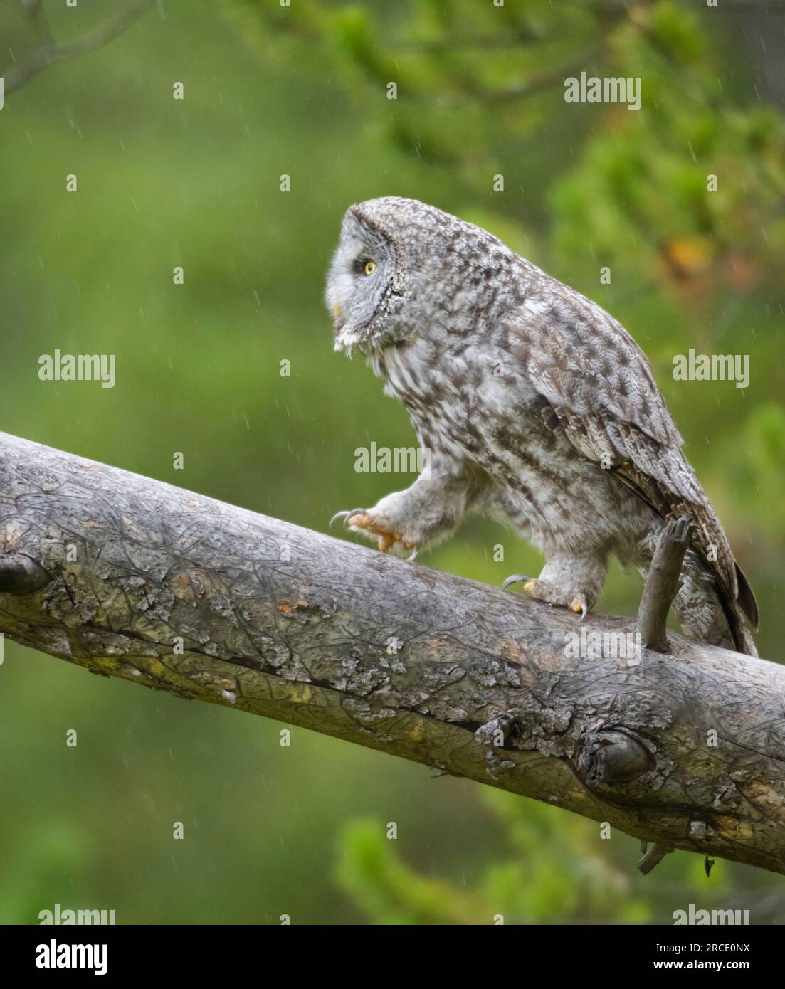 Great Gray Owl (Strix nebulosa) during rainfall in Yellowstone National Park, Wyoming. Stock Photo