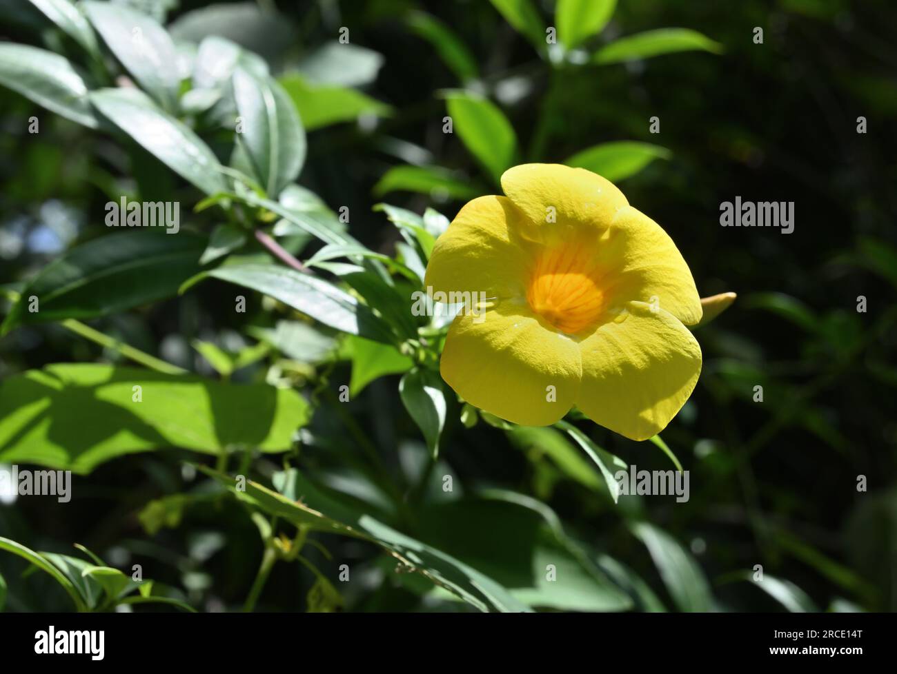 A yellow color flower bloomed on the yellow Allamanda (Allamanda Cathartica) vine, the flower is in the direct sunlight Stock Photo