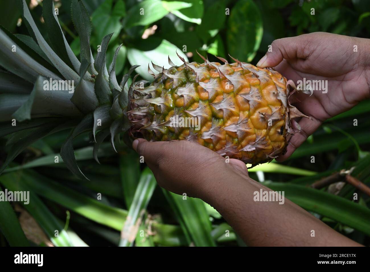 A ripen on the plant Pineapple fruit (Ananas Comosus) was freshly harvested, the fruit is held on with the both hands Stock Photo