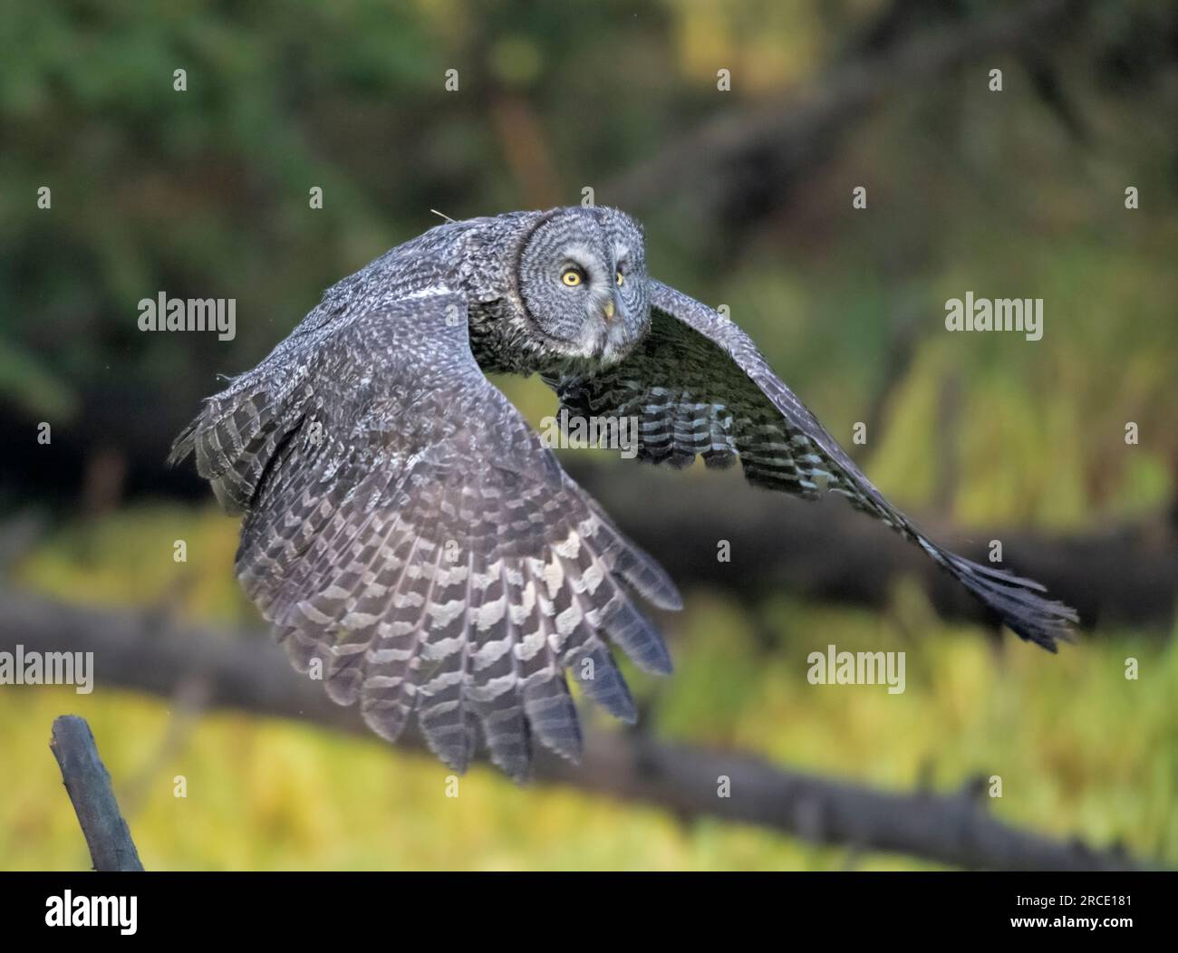 Great Gray Owl (Strix nebulosa) in flight.  Autumn in Yellowstone National Park. Stock Photo