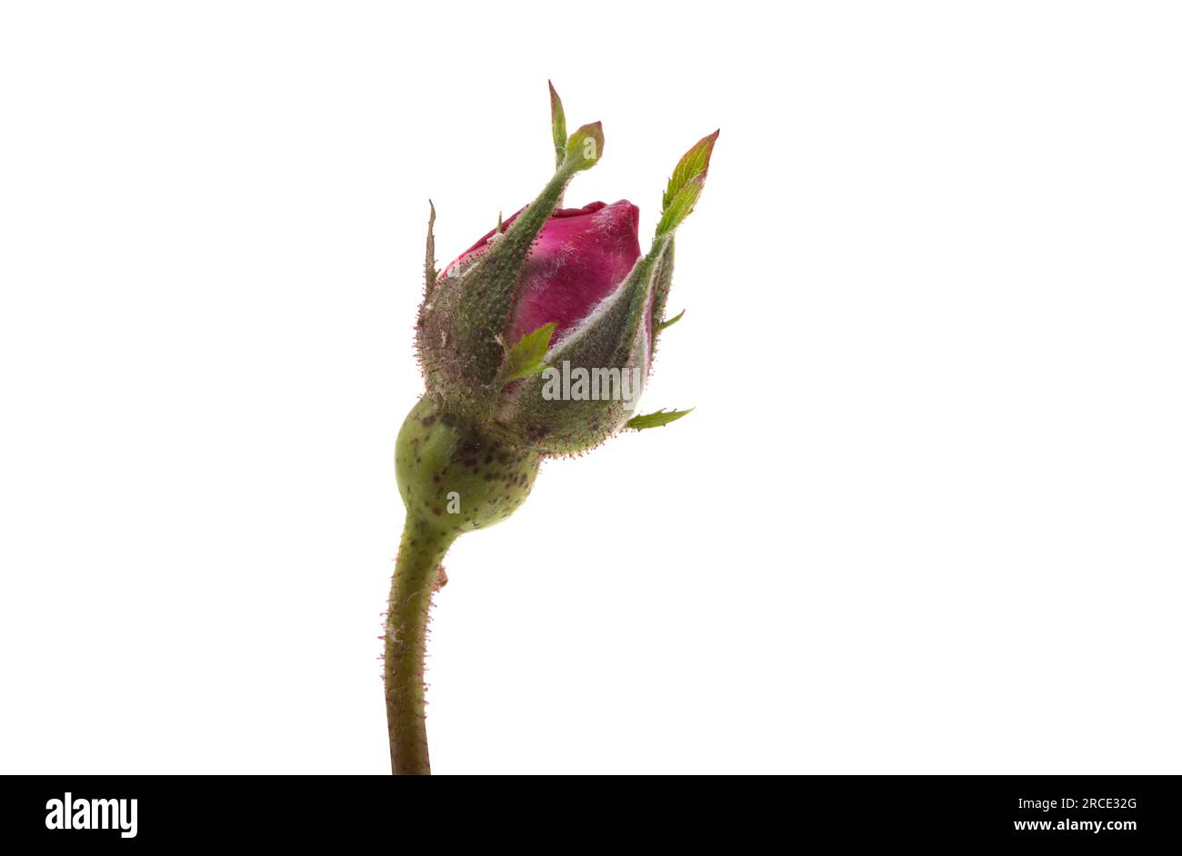 pink rose isolated on white background Stock Photo - Alamy