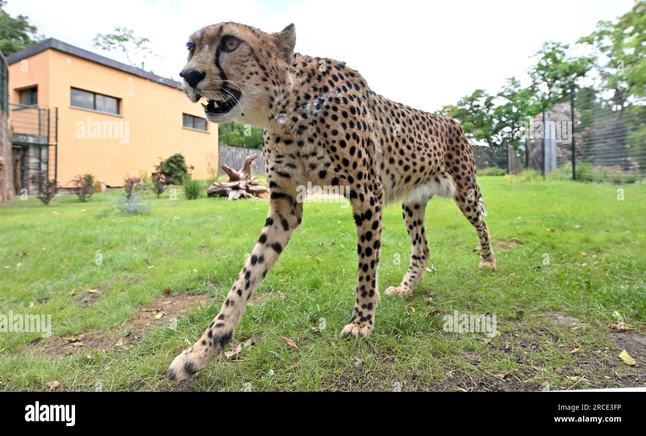 Erfurt, Germany. 14th July, 2023. A female cheetah stands in a new