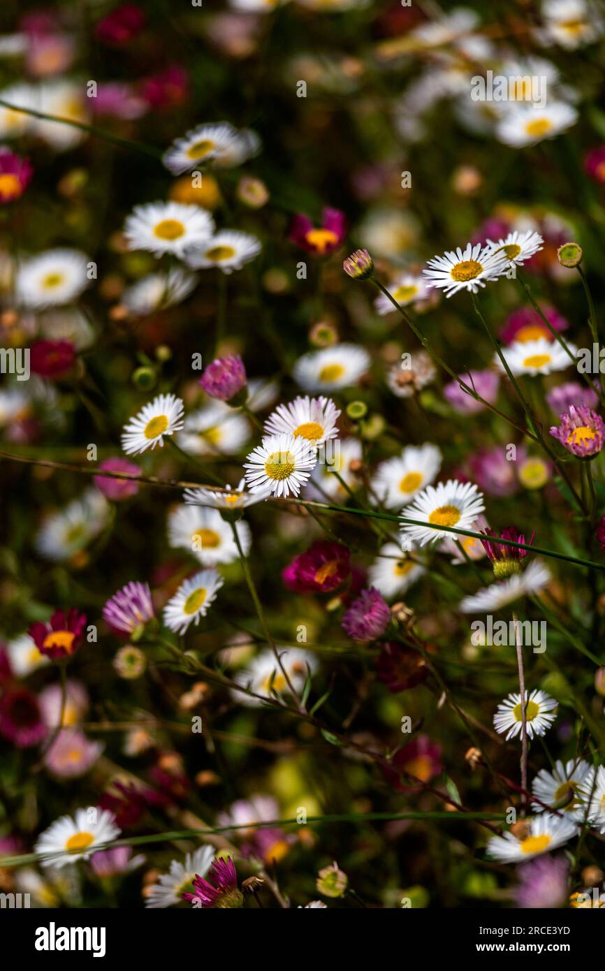 A closeup Close up view of Erigeron karvinskianus growing in a garden in the UK. Stock Photo