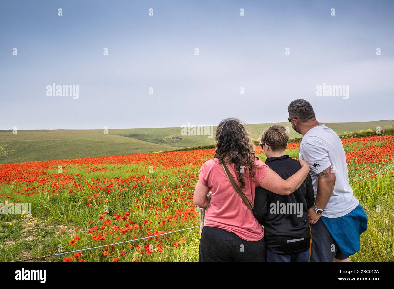 A family of holidaymakers enjoying the stunning sight a field full of Common Poppies Papaver rhoeas on the coast of Crantock Bay in Newquay in Cornwal Stock Photo