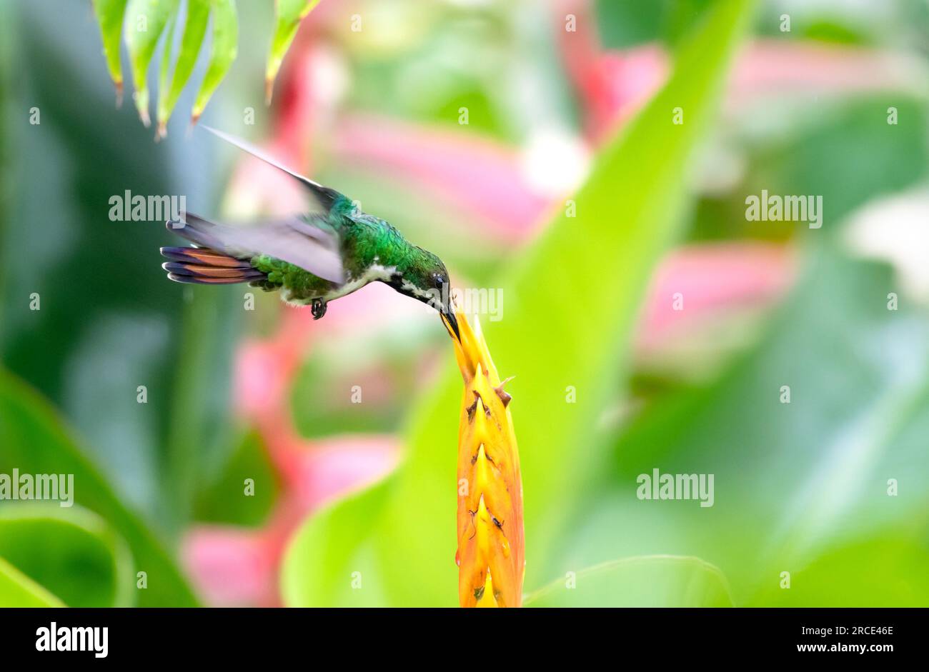 Black-throated Mango hummingbird pollinating a tropical Heliconia flower in a pollinator garden. Stock Photo