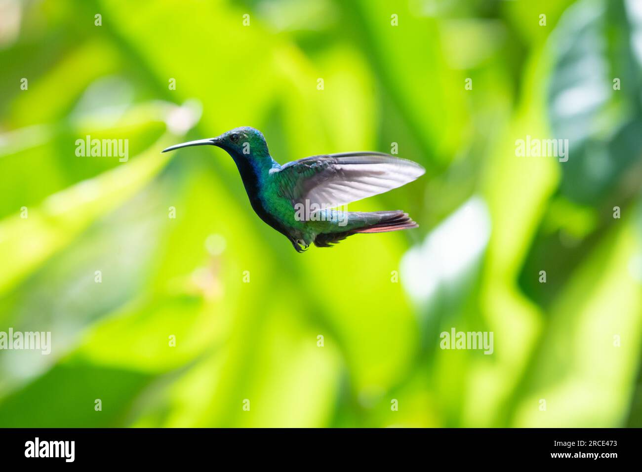 Glittering Black-throated Mango, Anthracothorax nigricollis, hovering in the sunlight Stock Photo