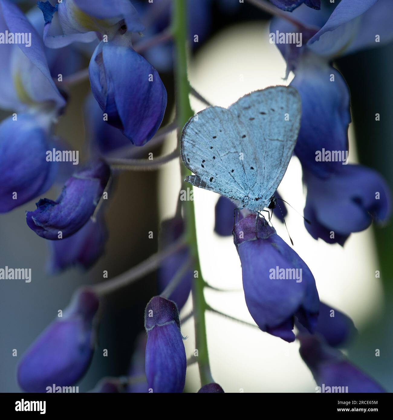 A Holly blue butterfly Celastrina argiolus butterfly pollinating and perching on wisteria flowers Stock Photo