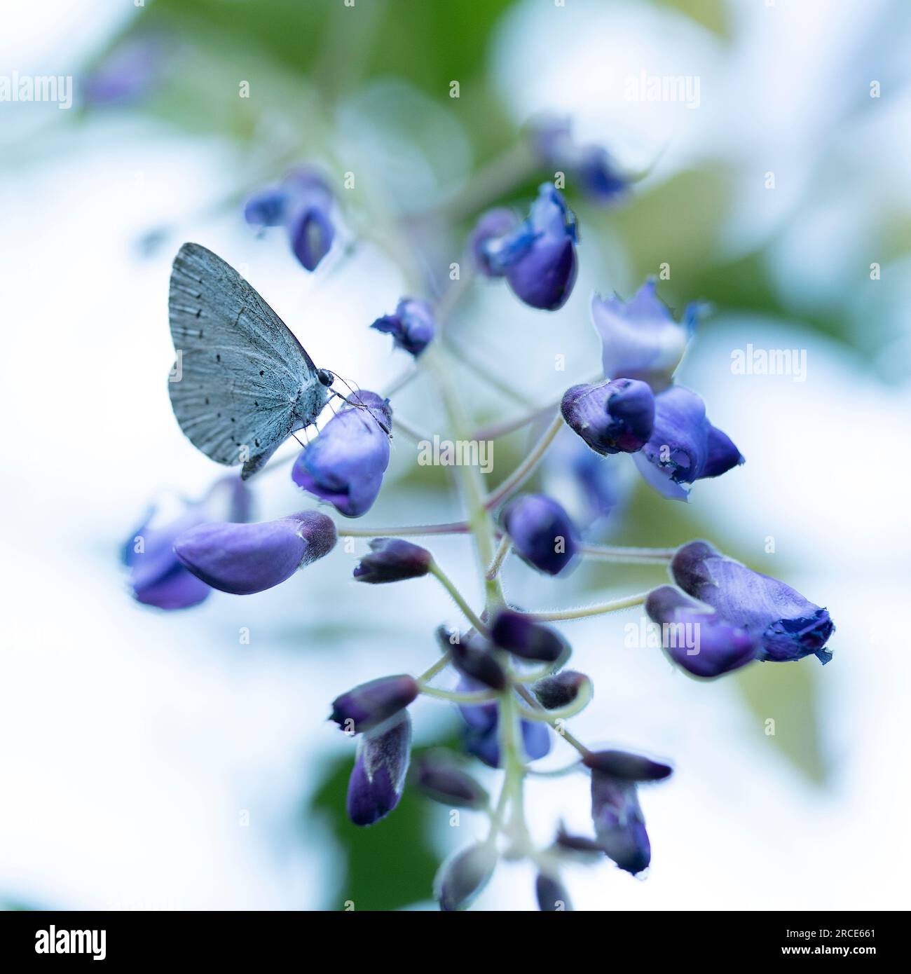 A Holly blue butterfly Celastrina argiolus butterfly pollinating and perching on wisteria flowers Stock Photo