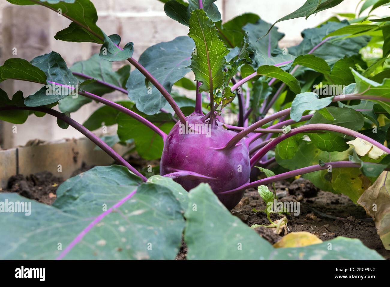 Purple Kohl Rabi Stock Photo