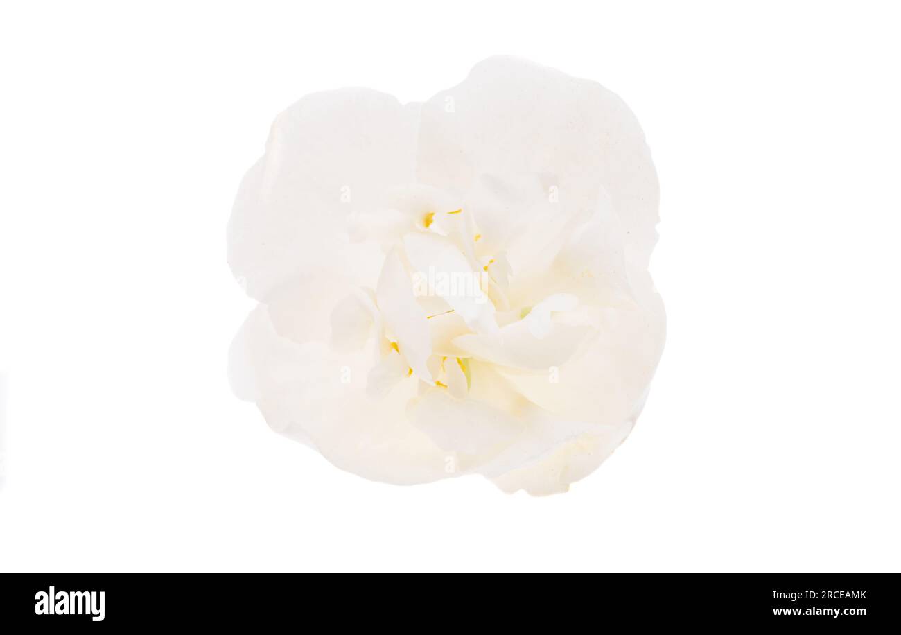jasmine flower isolated on white background Stock Photo - Alamy