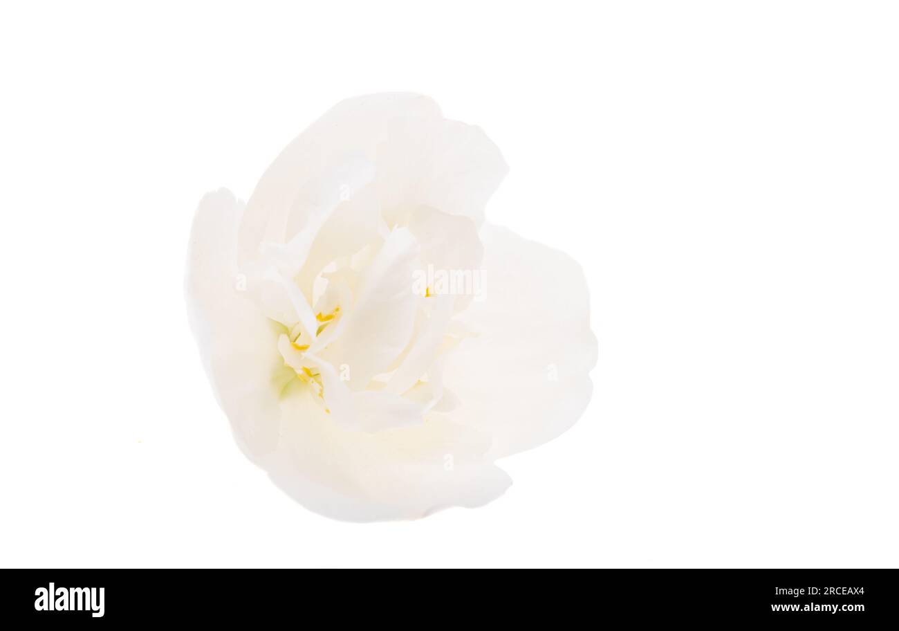 jasmine flower isolated on white background Stock Photo - Alamy