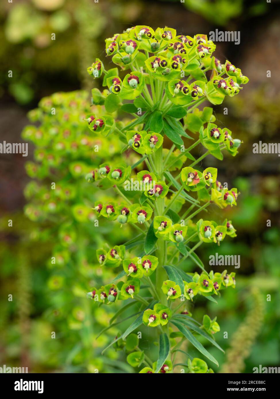 Spring flower spike with red flowers among green bracts of the evergreen sub shrub, Euphorbia x martinii Stock Photo