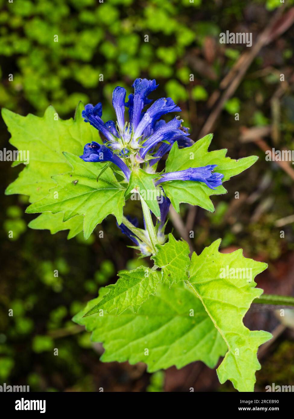 Bright blue mid to late spring flowers of the hardy, shade loving perennial giant bugle, Ajuga incisa 'Blue Enigma' Stock Photo