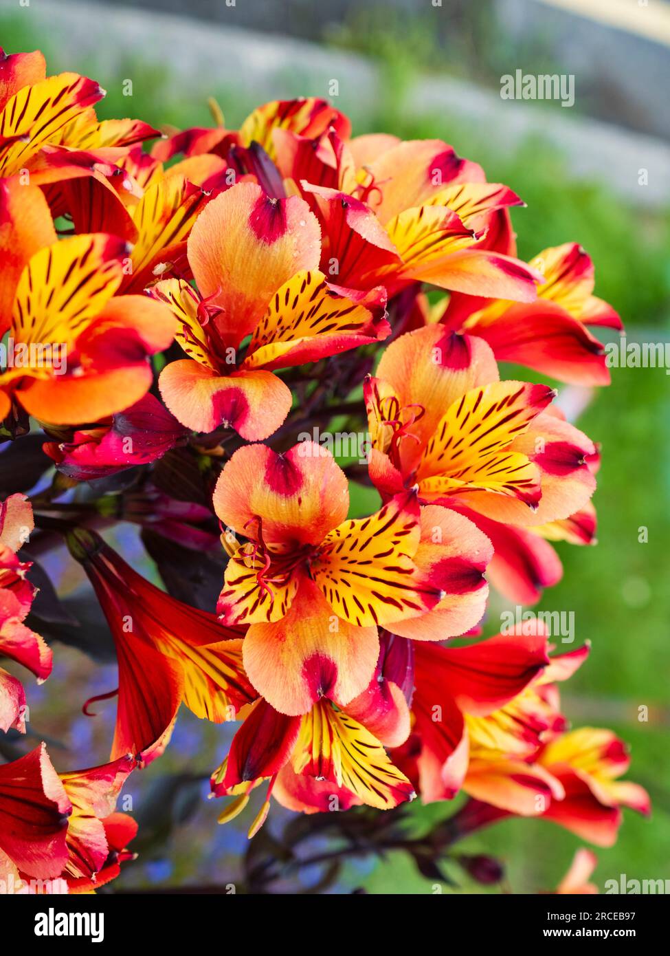 Bright orange and yellow flowers of the dark leaved Peruvian lily, Alstroemeria 'Indian Summer' Stock Photo