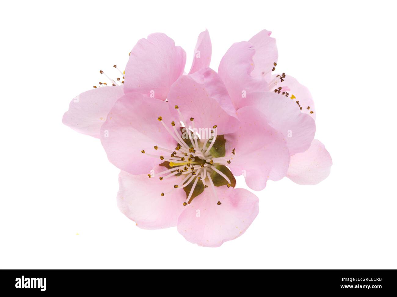 sakura flower isolated on white background Stock Photo - Alamy