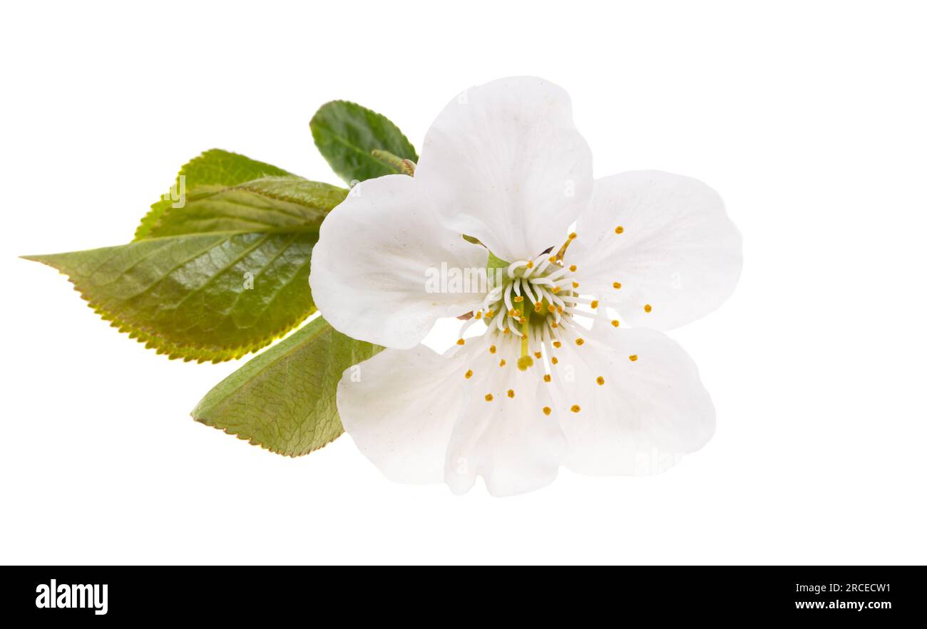 cherry flower isolated on white background Stock Photo - Alamy