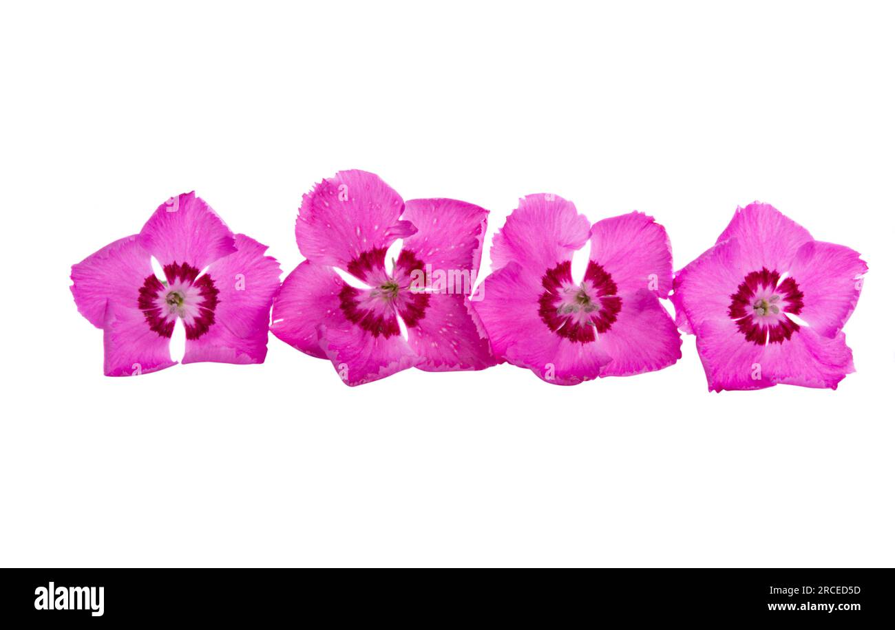 perennial carnation flower isolated on white background Stock Photo - Alamy