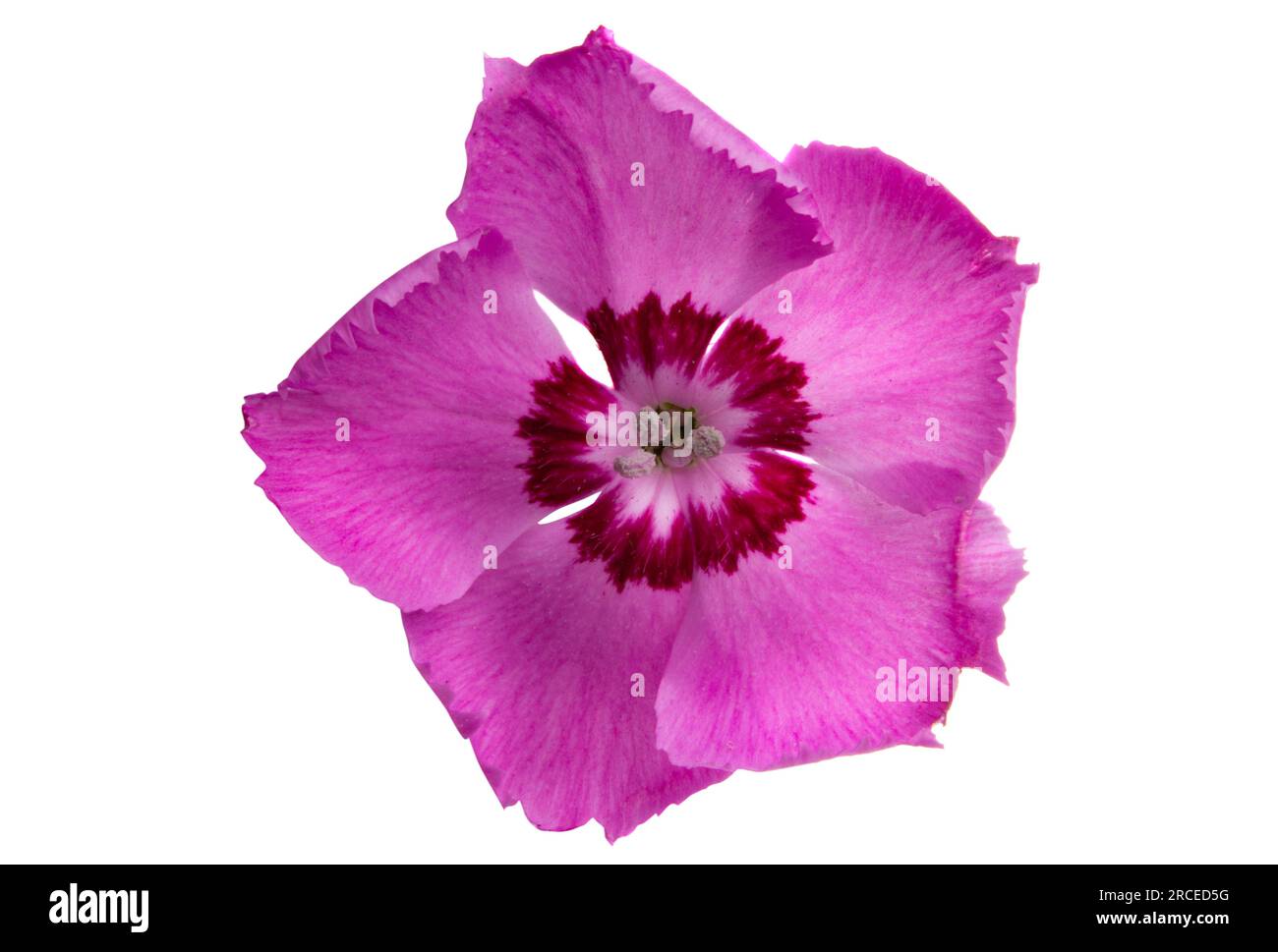 perennial carnation flower isolated on white background Stock Photo - Alamy