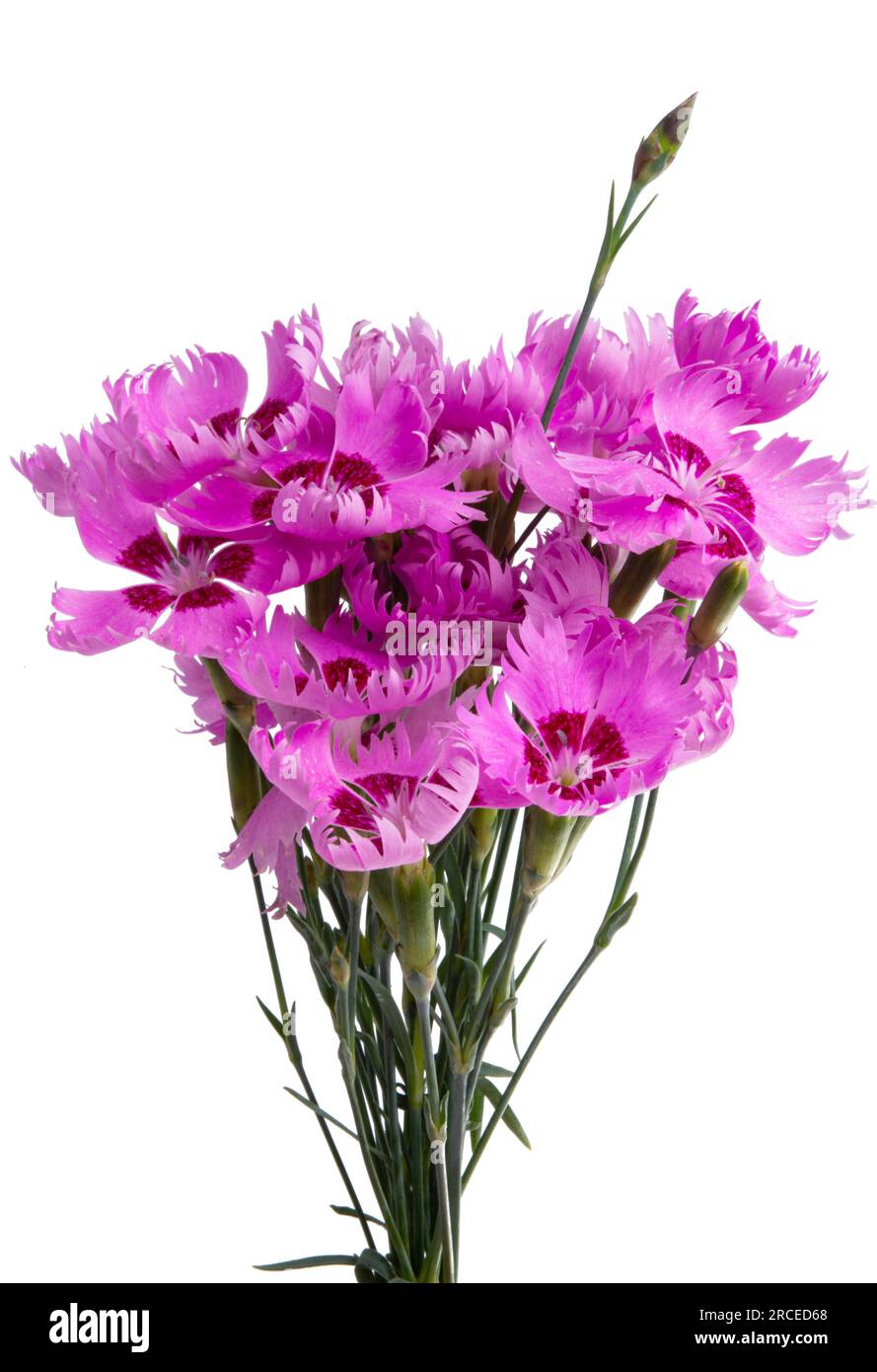 perennial carnation flower isolated on white background Stock Photo - Alamy