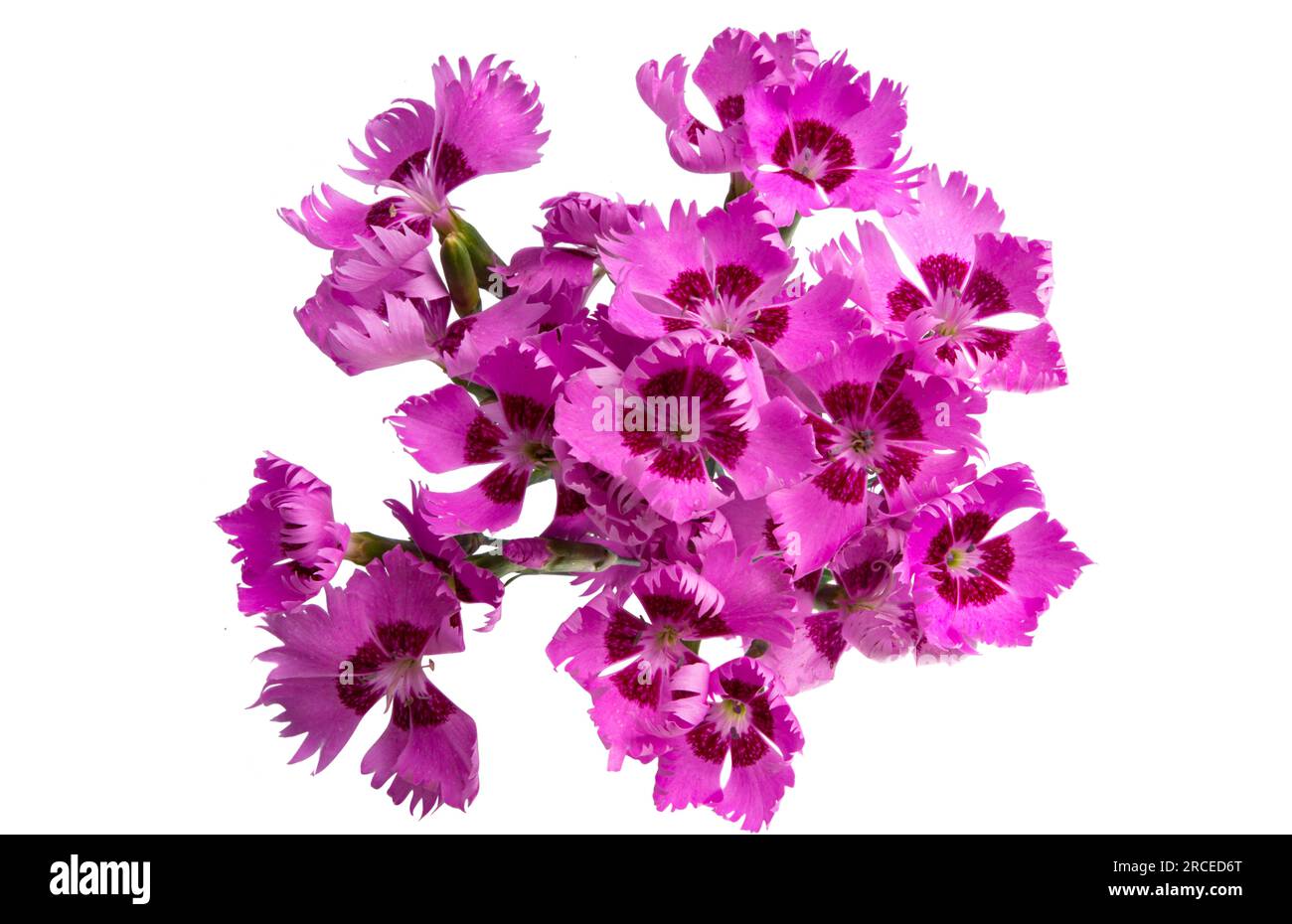 perennial carnation flower isolated on white background Stock Photo - Alamy