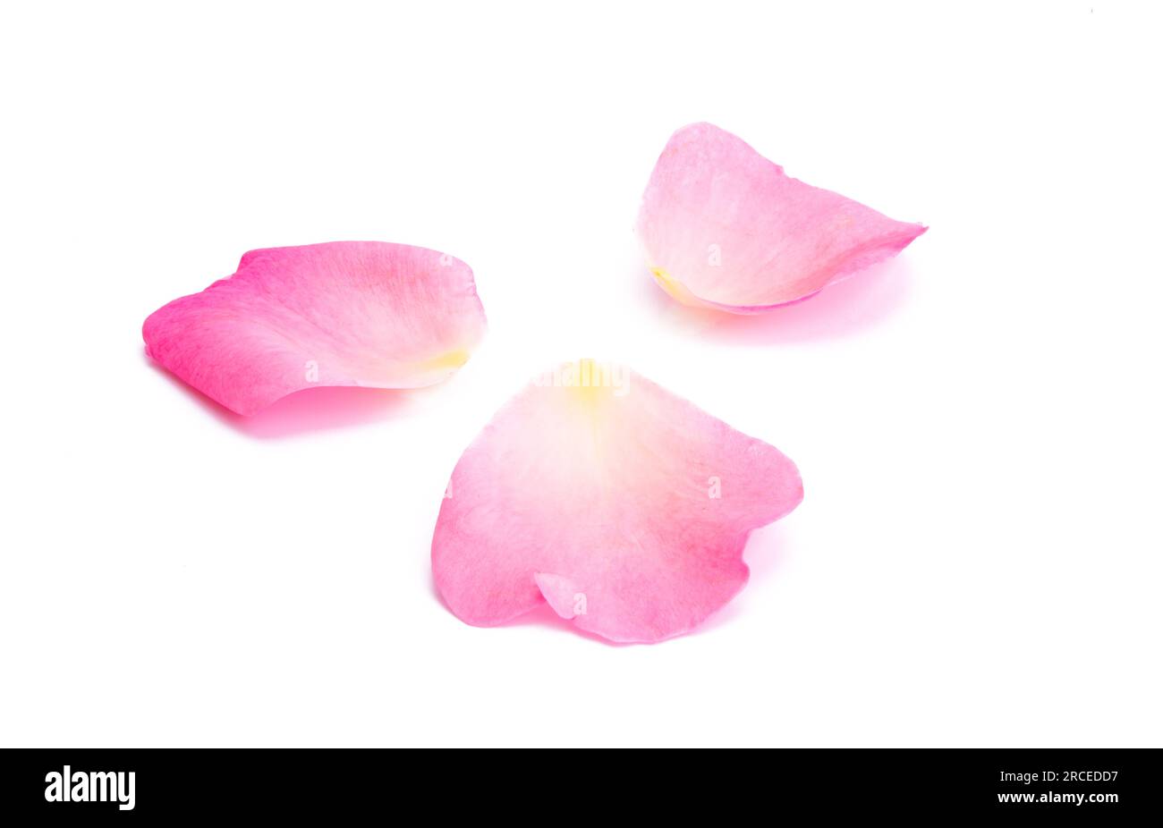 pink rose petals isolated on white background Stock Photo - Alamy