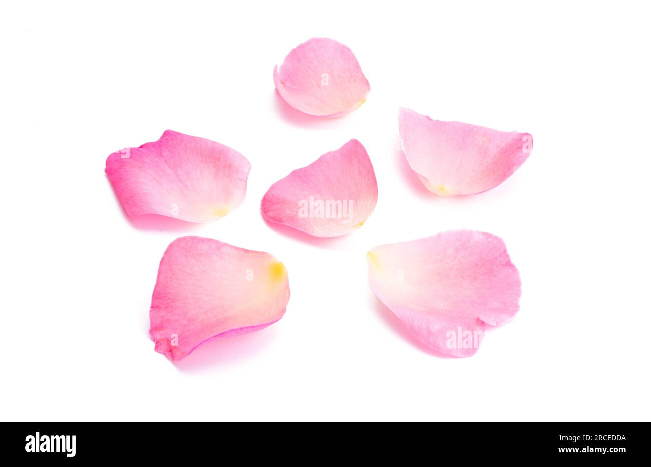 pink rose petals isolated on white background Stock Photo - Alamy