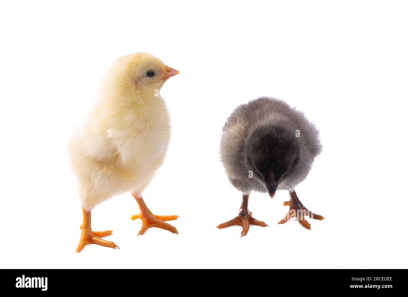 little chick isolated on white background Stock Photo - Alamy