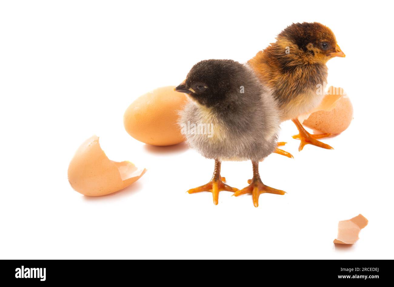 little chick isolated on white background Stock Photo - Alamy