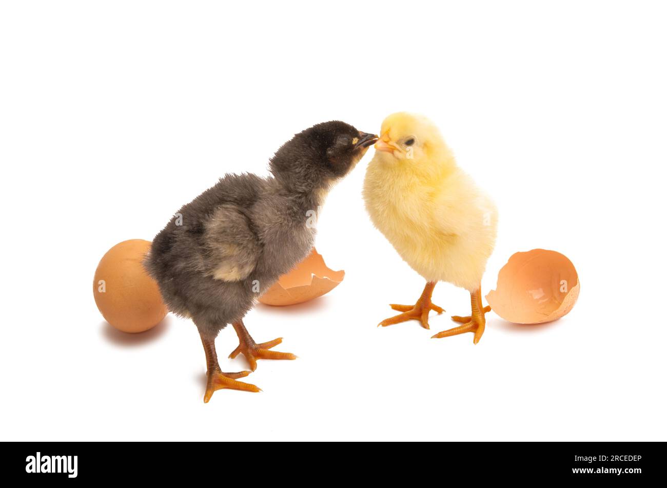 little chick isolated on white background Stock Photo - Alamy