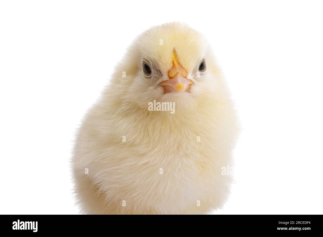 little chick isolated on white background Stock Photo - Alamy