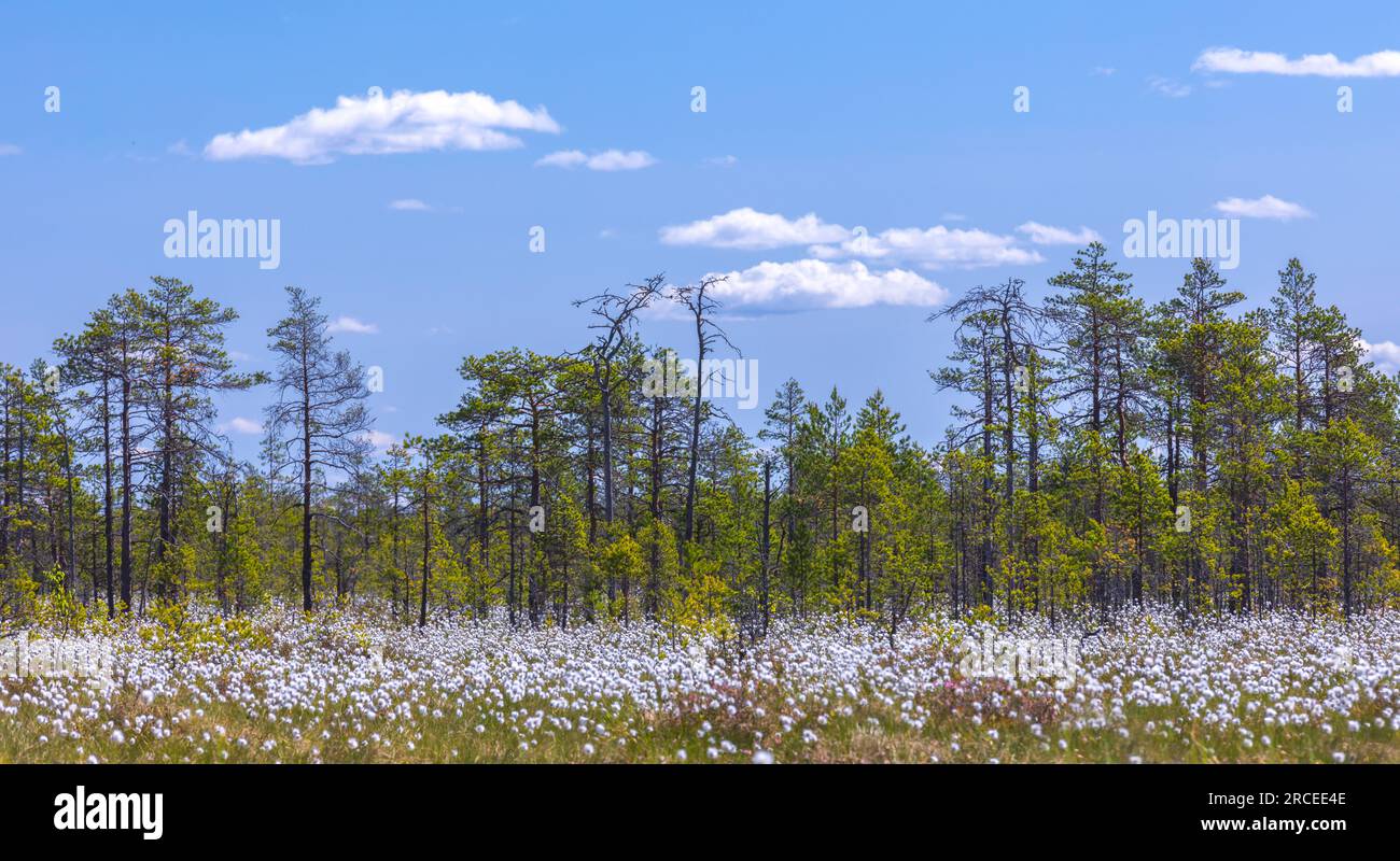 Swamp landscape with blooming Eriophorum vaginatum on a sunny day Stock Photo