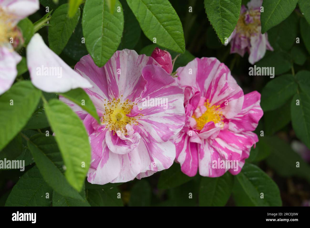 Pink and white striped summer flowers of species rose Rosa Mundi in UK
