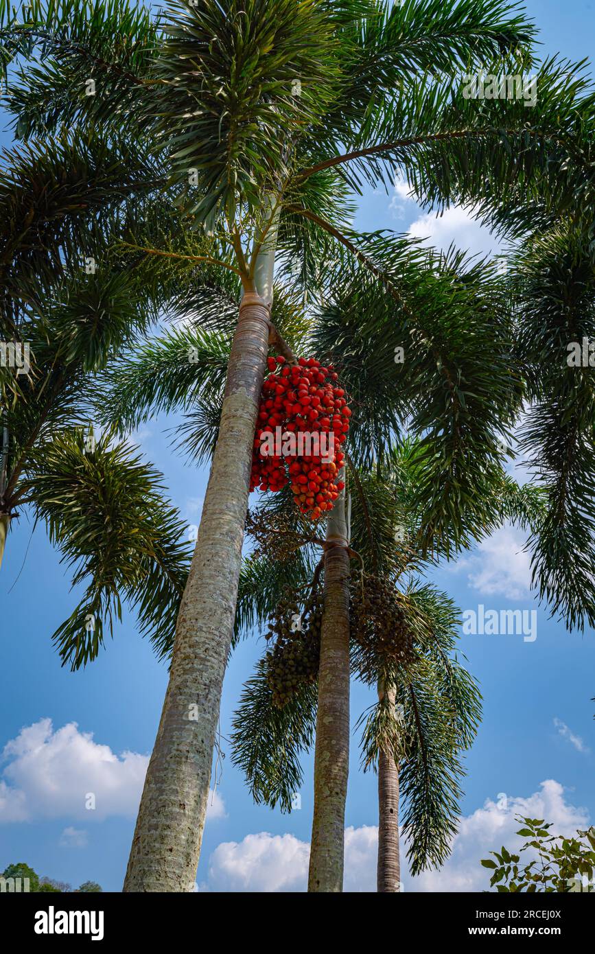 Palm Tree With Dates Stock Photo Alamy palm-tree-with-dates-stock-photo-alamy