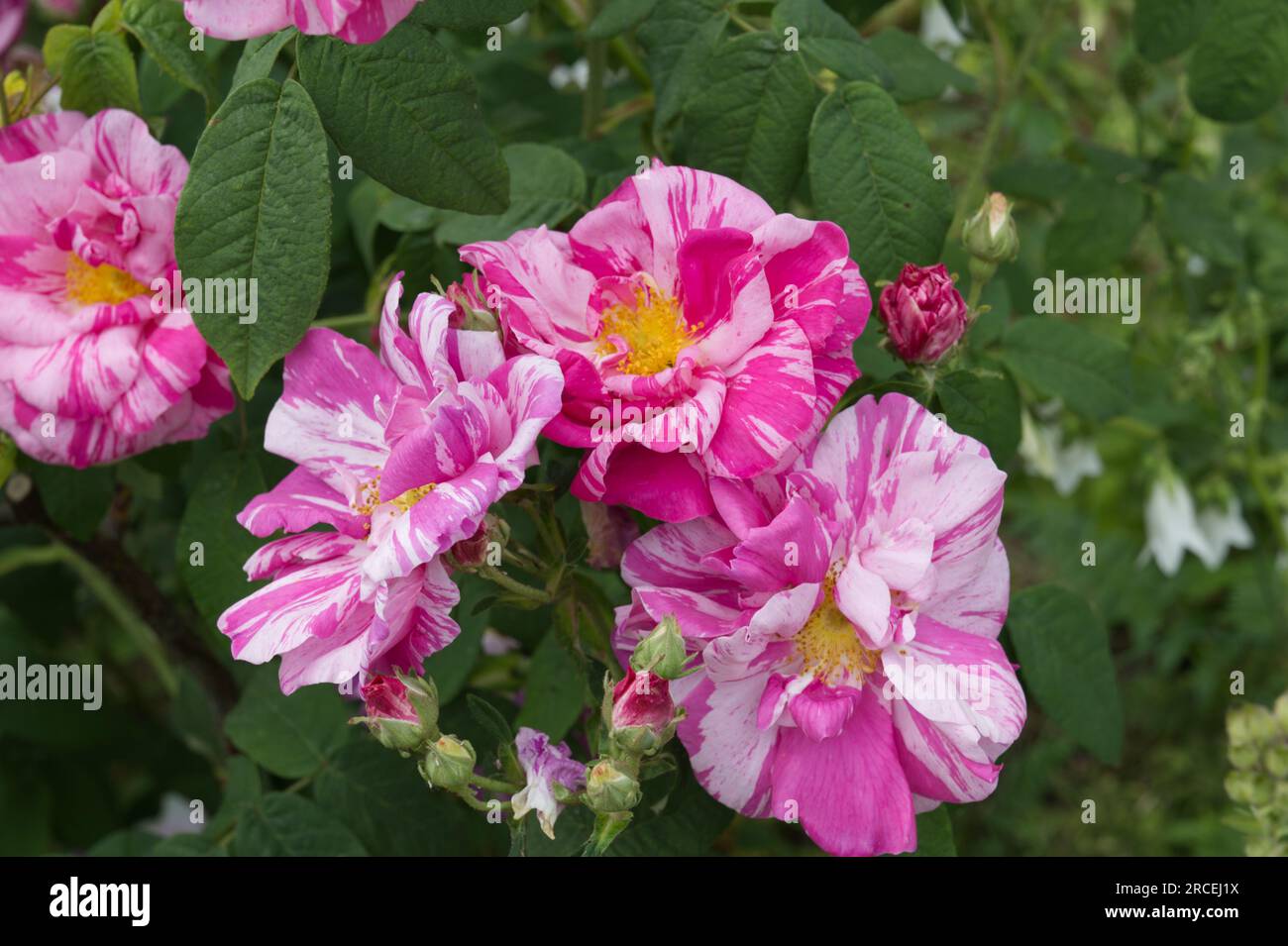 Pink and white striped summer flowers of species rose Rosa Mundi in UK