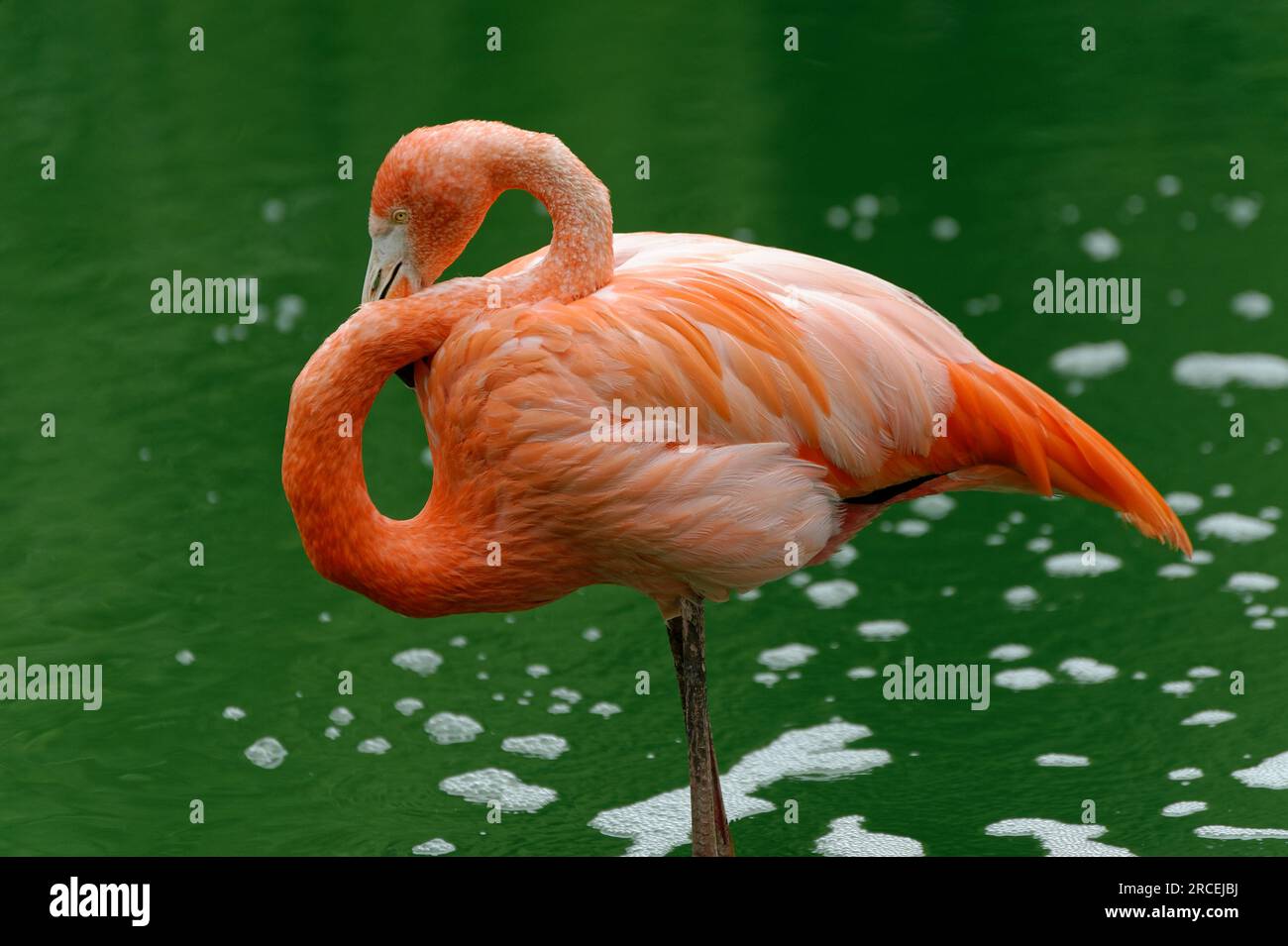 flamingo resting Stock Photo