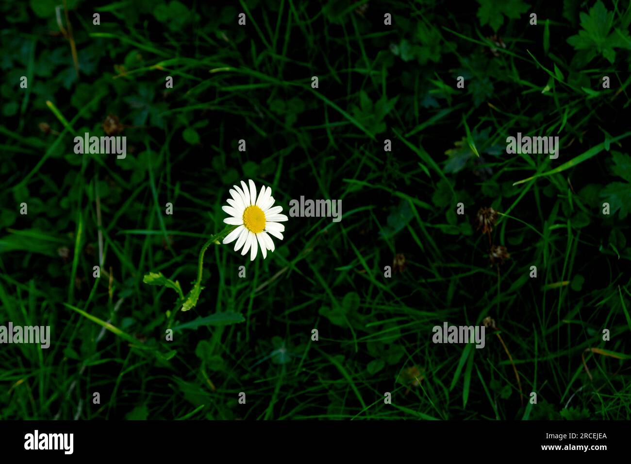 single wild daisy growing in a field Stock Photo