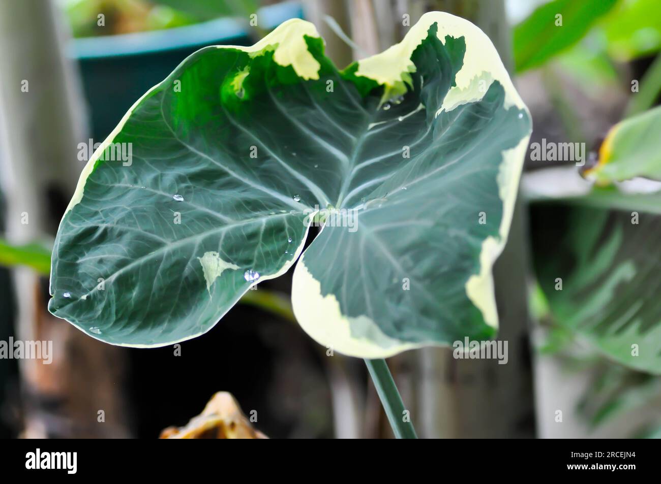 Albomarginata, Araceae or Schott or Xanthosoma sagittifolium or XANTHOSOMA or Mickey Mouse Plant and rain droplet Stock Photo