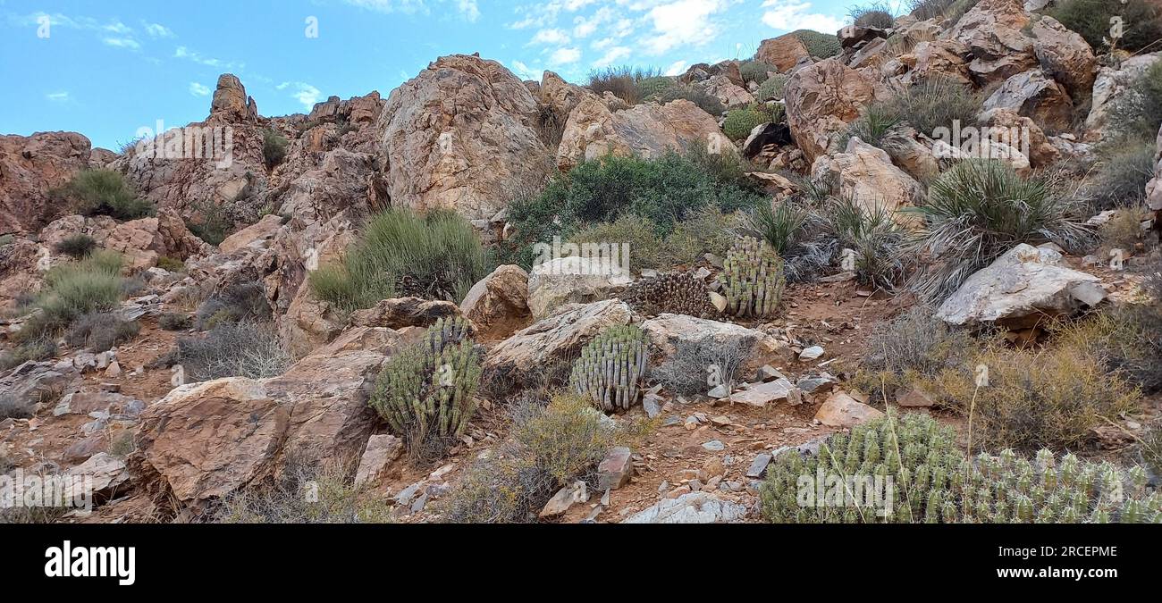 The Dagmus plant (Moroccan Mound CactusEuphorbia resinifera) is a semi