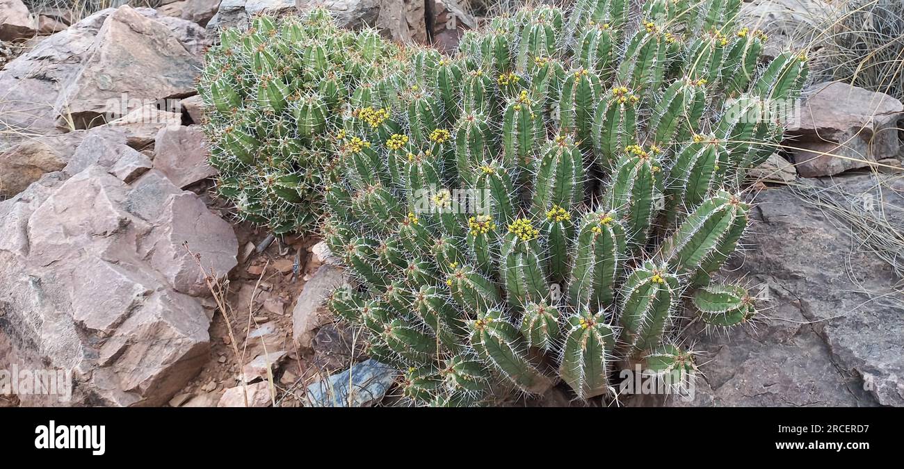 The Dagmus plant (Moroccan Mound CactusEuphorbia resinifera) is a semi