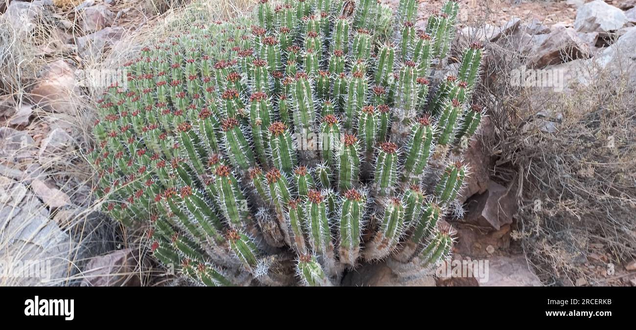 The Dagmus plant (Moroccan Mound CactusEuphorbia resinifera) is a semi