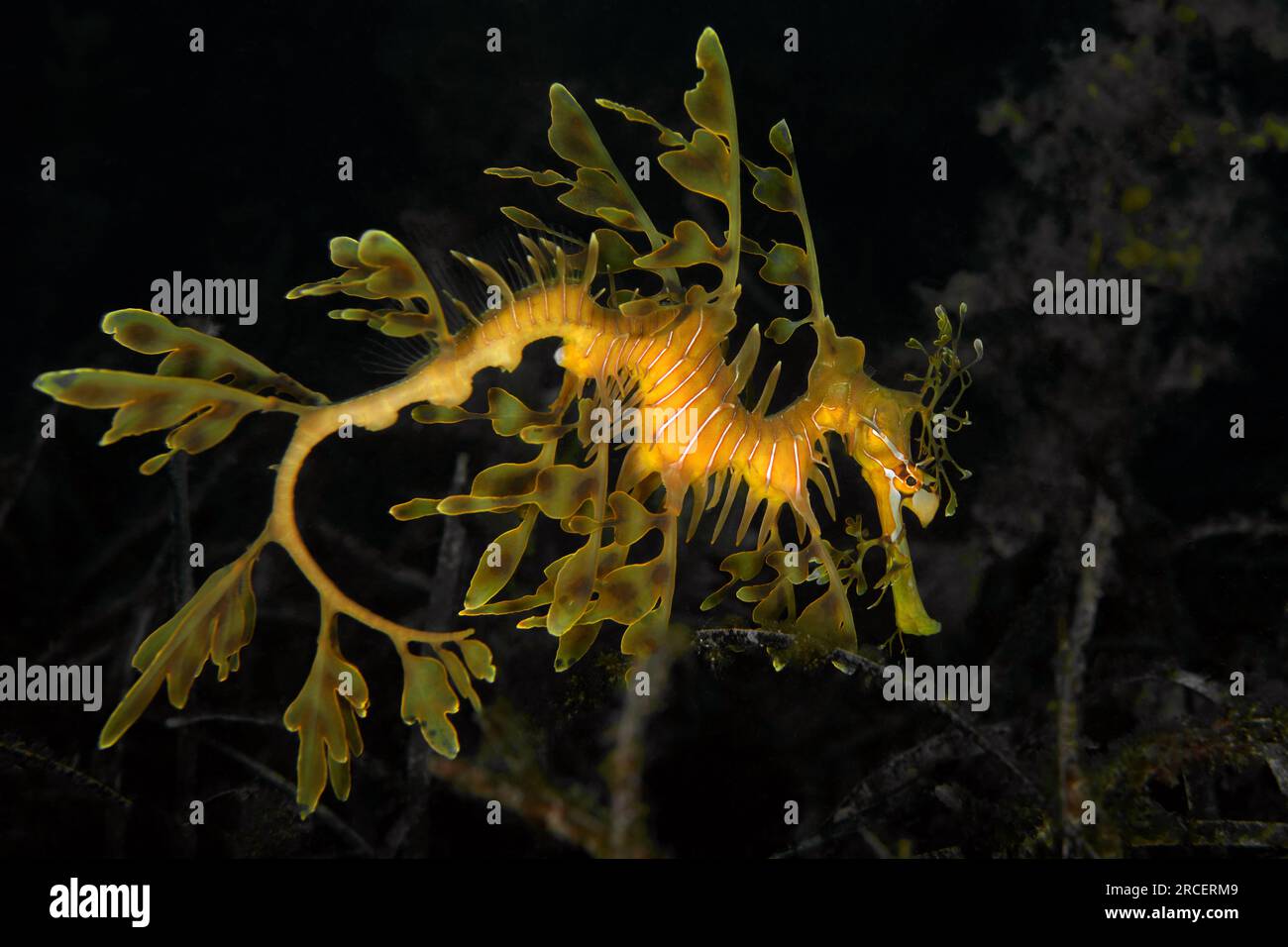 Leafy Sea Dragon, Phycodurus eques Stock Photo
