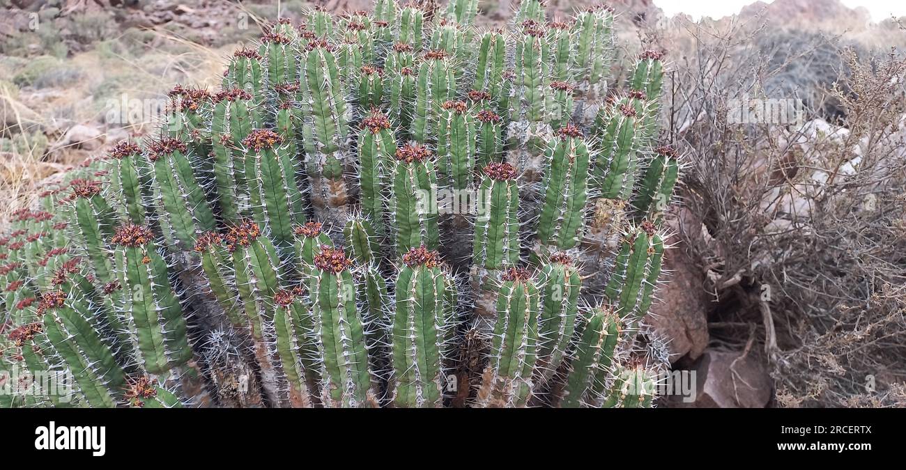 The Dagmus plant (Moroccan Mound CactusEuphorbia resinifera) is a semi