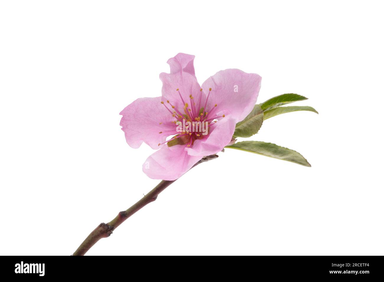 sakura flowers isolated on white background Stock Photo - Alamy