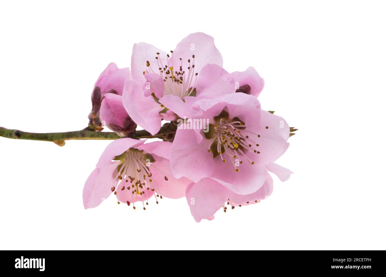 sakura flowers isolated on white background Stock Photo - Alamy