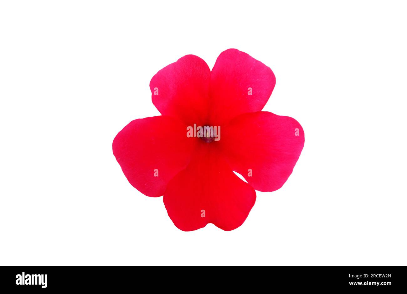 Red verbena flower hi-res stock photography and images - Alamy