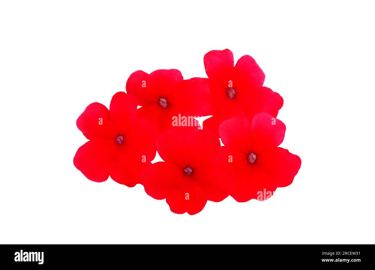 Red verbena flower hi-res stock photography and images - Alamy