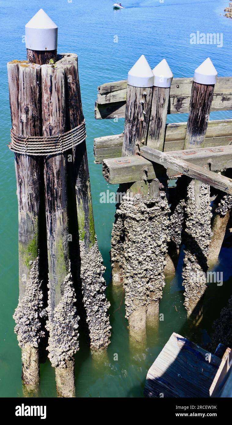 Marine animals Barnacles Cirripedia and mussels Mytilus edulis attached to a wooden post Everett Marina Seattle Washington State USA Stock Photo