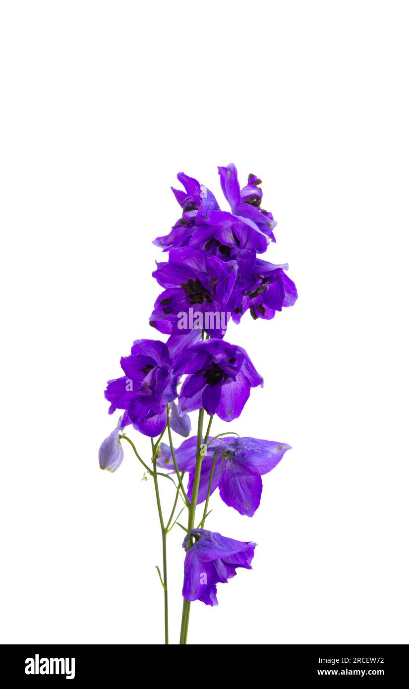 delphinium flower isolated on white background Stock Photo - Alamy
