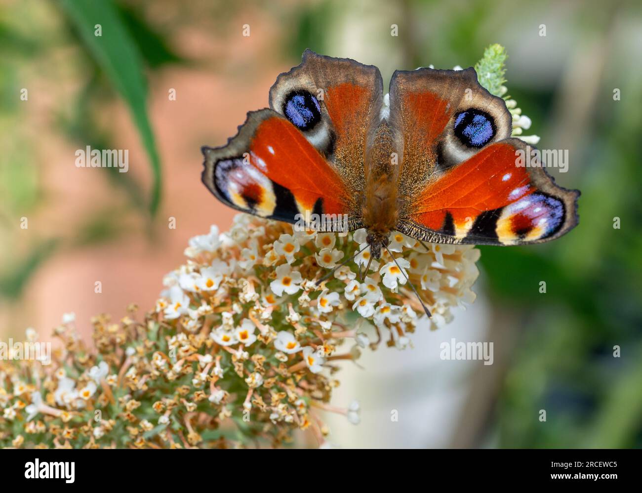 Macro shot peacock butterfly hi-res stock photography and images - Alamy